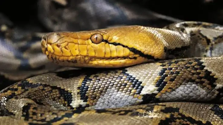 Record 18-Foot Python Captured in Puerto Rico After Pet Cat Attack